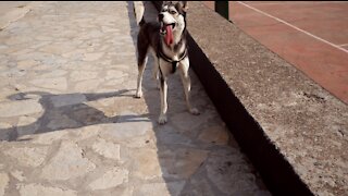 Husky's unusual large tongue