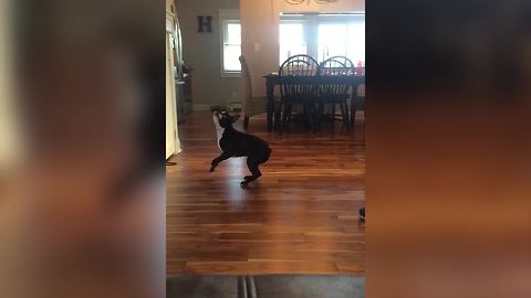 A Boston Terrier Dog Jumps To Catch A Balloon