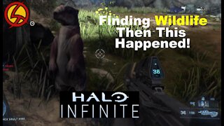 Finding New Wildlife Then This Happened... - Halo Infinite 2nd Beta | Showcase