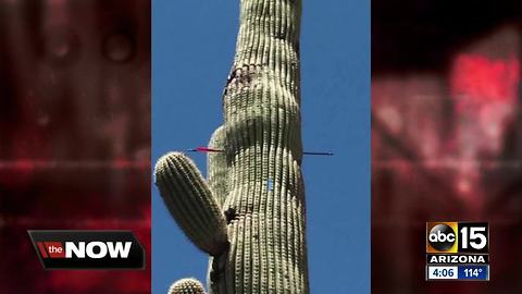 Police asking for info after an arrow was shot through saguaro cacti in Oro Valley