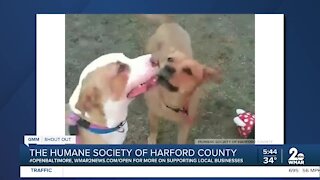 Charlie and Chance the dogs are looking for new homes at the Humane Society of Harford County