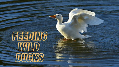 Feeding Wild Ducks Bread | Duck Sound Effect Quack By Kingdom Of Awais