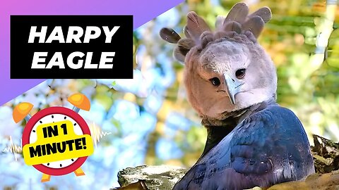 Harpy Eagle - In 1 Minute! 🦅 Massive Kings of the Canopy!