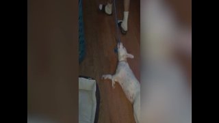 Dog LOVES Sliding on the Floor!