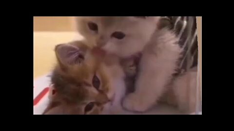 The sibling cats'love - So cute