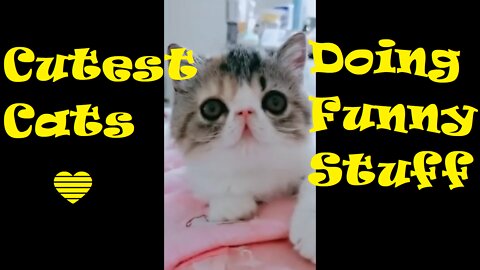 Cutest Cats Doing Funny Stuff | We all love Cats ❤️❤️❤️