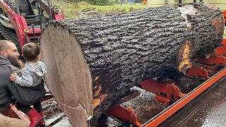 Milling a Monster Claro Walnut into Slabs