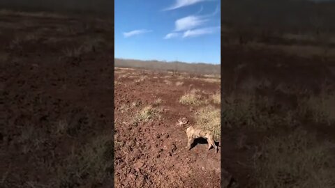 Oklahoma Deepfork Wma hog pig rooting insane amount of damage found while dog hunting dogo argentino