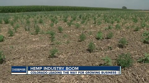 Colorado wants to expand hemp industry while protecting farmers