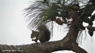 A Squirrel Breakfast Close Up 🌲 10/29/22 07:40