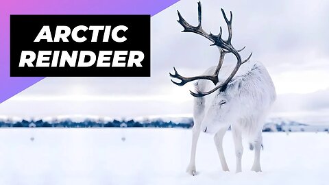 Arctic Reindeer 🦌 A Rare Animal Found In The Arctic #shorts