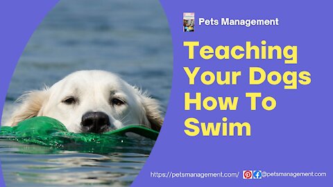Teach Your Dogs How To Swim