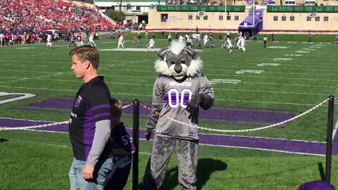 Northwestern University mascot Willie the Wildcat at Ryan Field - November 5, 2016