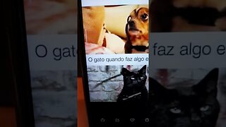 Gato e o cachorro