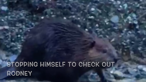 Adorable beaver walks home after a hard day