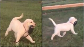 Puppy shows that she is a big girl and can take herself for walks