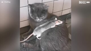 Gato e rato formam amizade inimaginável