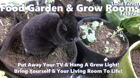 Put Away TV & Hang A Grow Light! Bring Your Living Room To Life! 3/19/22 Food Garden & Grow Rooms.