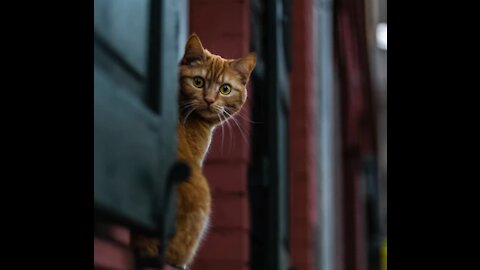 Kitten "saved" by her mother,Mom cat saving her kitty!