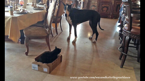 Talkative Great Dane Convinces Cat To Get Out Of The Chicken Box