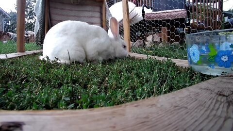 White rabbit going crazy over weed