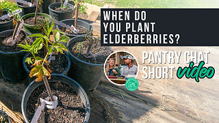 When Do You Plant Elderberries? | Pantry Chat Podcast Short