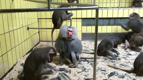 Group of Baboons in cage at zoo