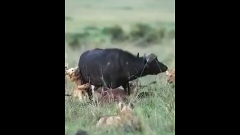 Lions vs buffalo #wildlifemagictv#wildlife#nature#animals