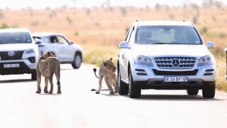 Lion attacking car of tourist