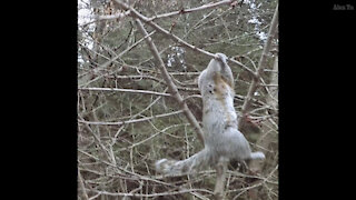 Squirrel Almost Falling Recovery