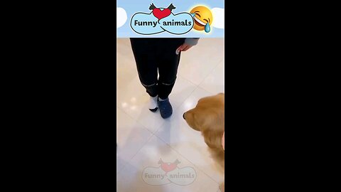 Funny animals 😋😎😎funny moments 😃😋☺