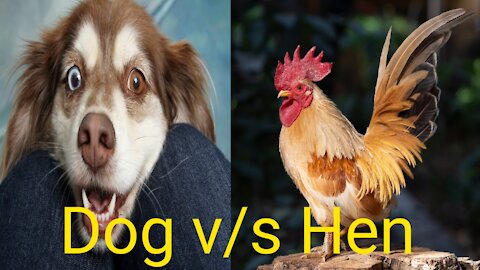 Dog VS Hen Fight 2021// Funny dog Fight Videos