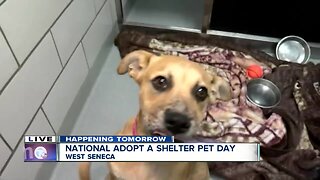 Pups in need of forever homes at SPCA Serving Erie County