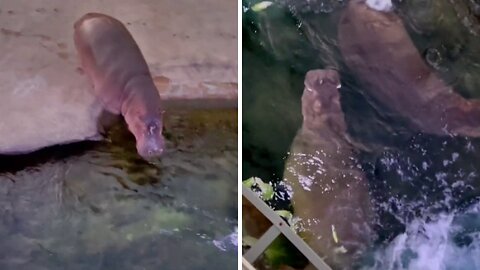 Big Hippo. Bigger Zoomies. 🏎️💨 | cute animals 2023 🔥