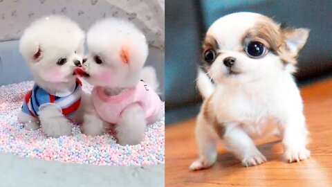 CUTE PUPPIES COMPILATION #7 TRY NOT TO MELT