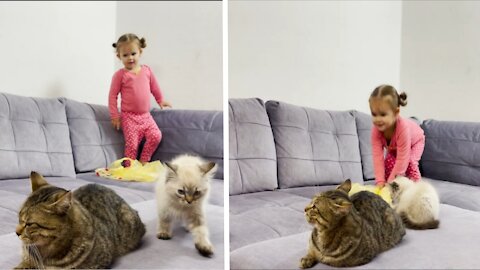 Adorable Baby Playing With Cats