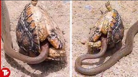 This Snake Messed with the Wrong Turtle