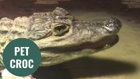 Man accused of keeping a 4ft live CROCODILE at his home