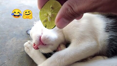 Funny Cat 🤣 Most Funny Cat Video 2021 | Cute Cats Funny Vidoe