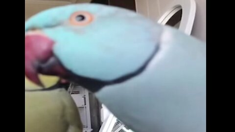 parrot looks at the camera in a funny way