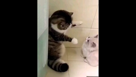 cute kitten real love💞👌amezing video