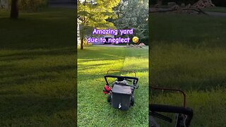 Who has an amazing yard due to neglect? 🤣 #lawn #lawncare