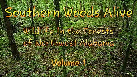 Southern Woods Alive - Volume 1