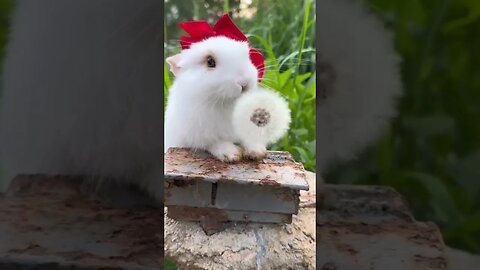 Cute Rabbit..🫰🐇🐇@Animalspet99 #youtubeshorts #pets #videoshort #viral #aniamls #youtube #shorts