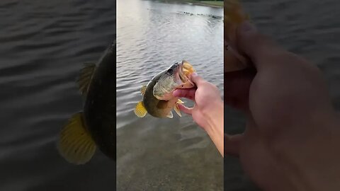 Pounder bass on culprit worm