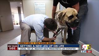 Moose's story: How a 150-pound English mastiff got a new leg on life