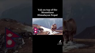 Yak on Top of the Himalaya Mountains Nepal