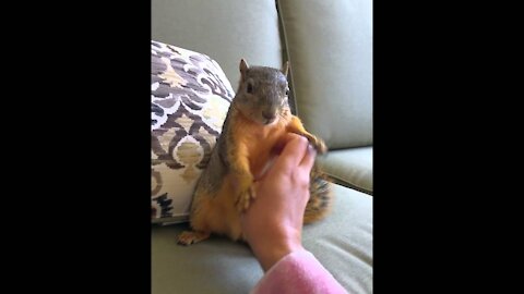 Tickling a squirrel till she laughs