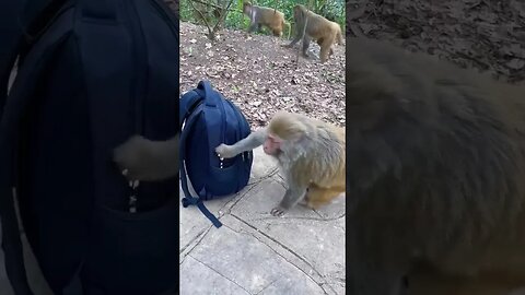 monkey open the bags and eating #monkeyvideo #monkeydluffy