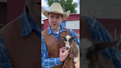 Goats are awesome!